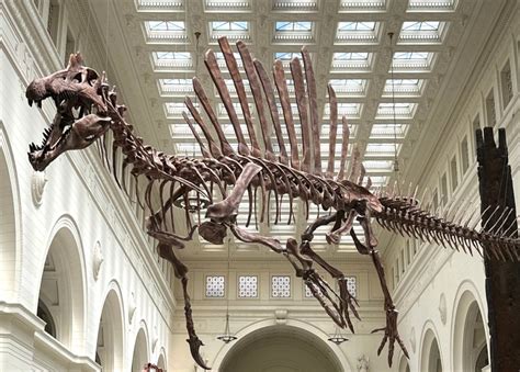 Field Museum set to unveil 'Spinosaurus' dinosaur attraction